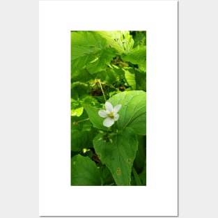 Small white flower on the forest floor Posters and Art